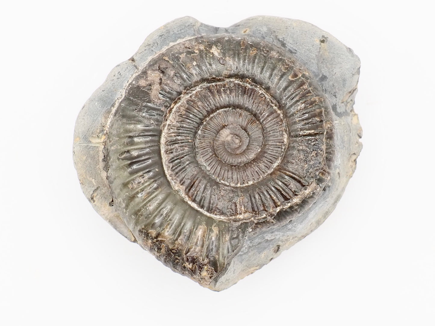 Dactylioceras Ammonite Fossil – Whitby Yorkshire Coast – Jurassic Fossil