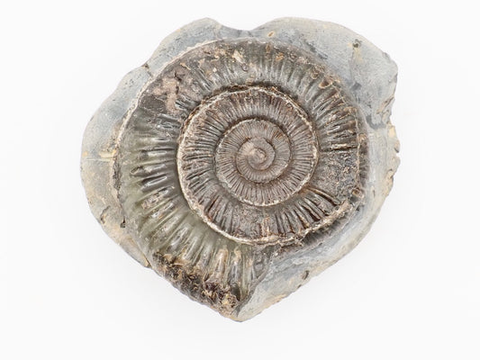 Dactylioceras Ammonite Fossil – Whitby Yorkshire Coast – Jurassic Fossil