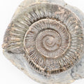 Dactylioceras Ammonite Fossil – Whitby Yorkshire Coast – Jurassic Fossil
