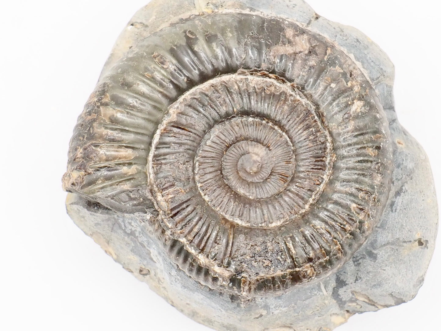 Dactylioceras Ammonite Fossil – Whitby Yorkshire Coast – Jurassic Fossil