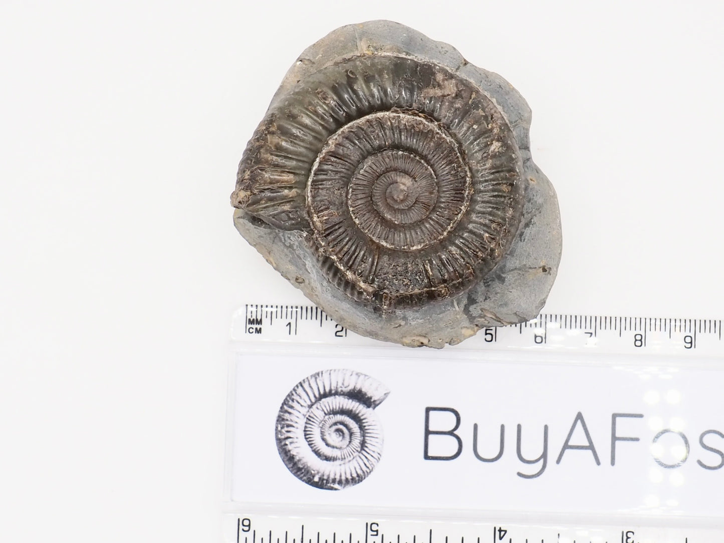 Dactylioceras Ammonite Fossil – Whitby Yorkshire Coast – Jurassic Fossil