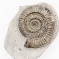 Dactylioceras Ammonite Fossil – Whitby Yorkshire Coast – Jurassic Fossil