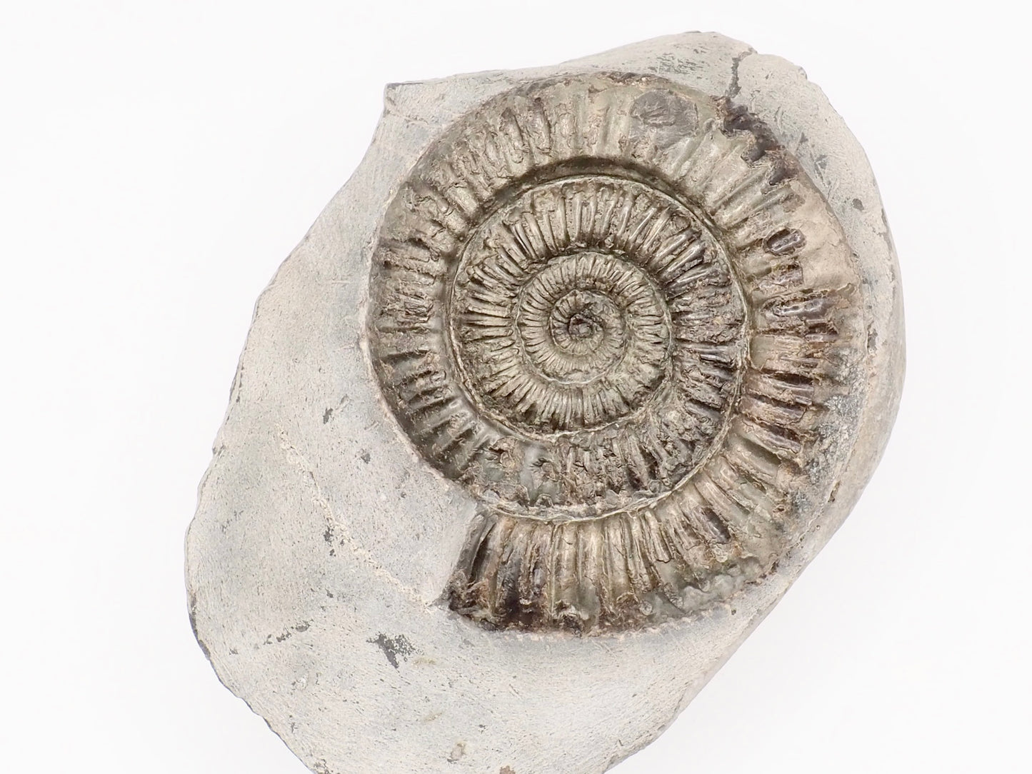 Dactylioceras Ammonite Fossil – Whitby Yorkshire Coast – Jurassic Fossil