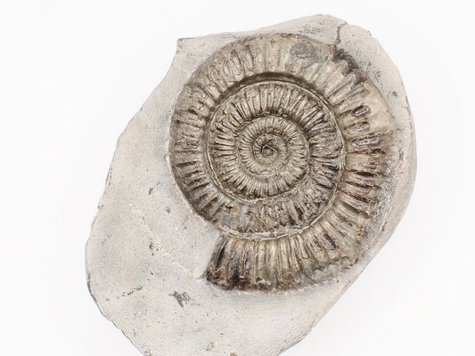 Dactylioceras Ammonite Fossil – Whitby Yorkshire Coast – Jurassic Fossil