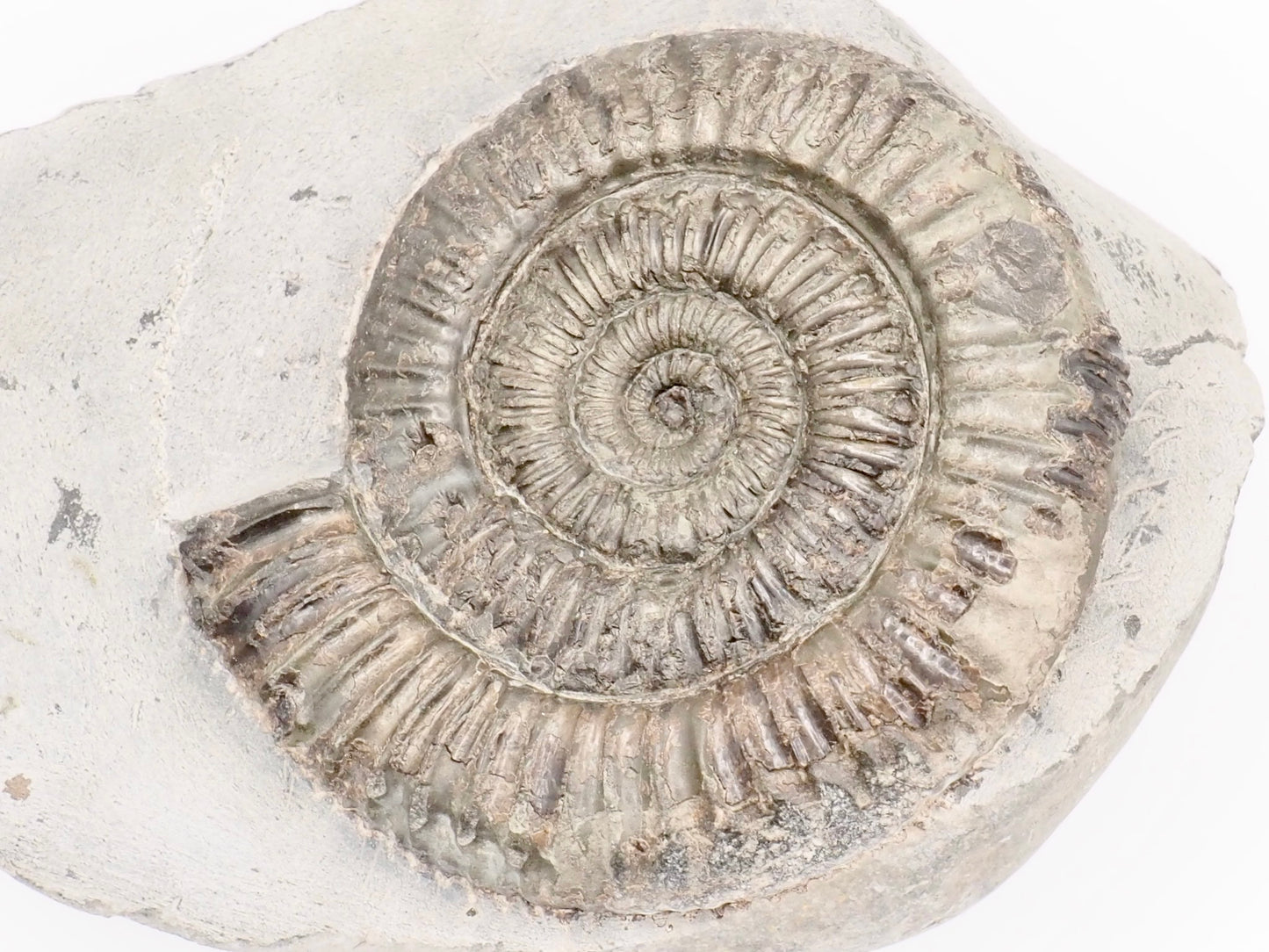 Dactylioceras Ammonite Fossil – Whitby Yorkshire Coast – Jurassic Fossil