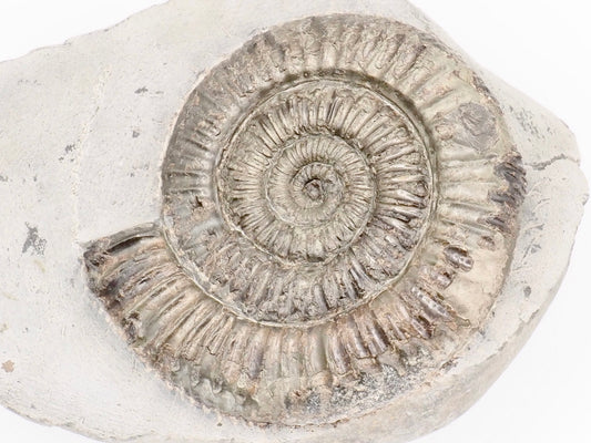 Dactylioceras Ammonite Fossil – Whitby Yorkshire Coast – Jurassic Fossil