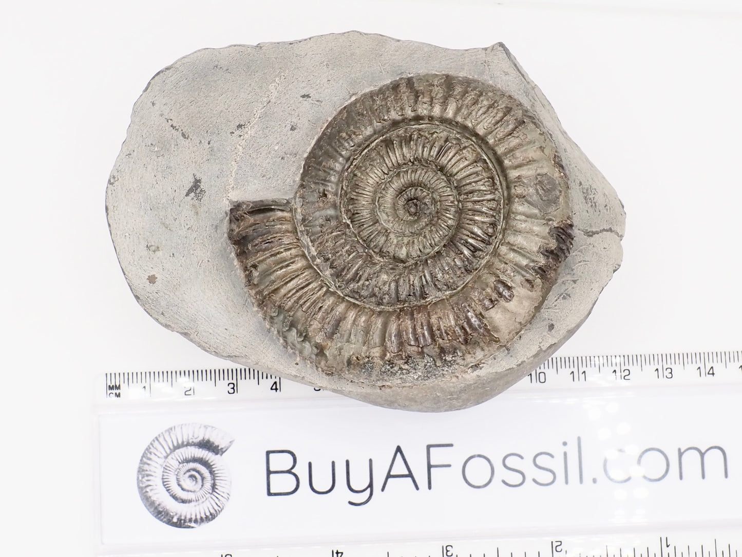 Dactylioceras Ammonite Fossil – Whitby Yorkshire Coast – Jurassic Fossil