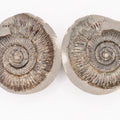 Dactylioceras semicostatum Ammonite Fossil Split Pair – Whitby Yorkshire Coast – Jurassic Fossil