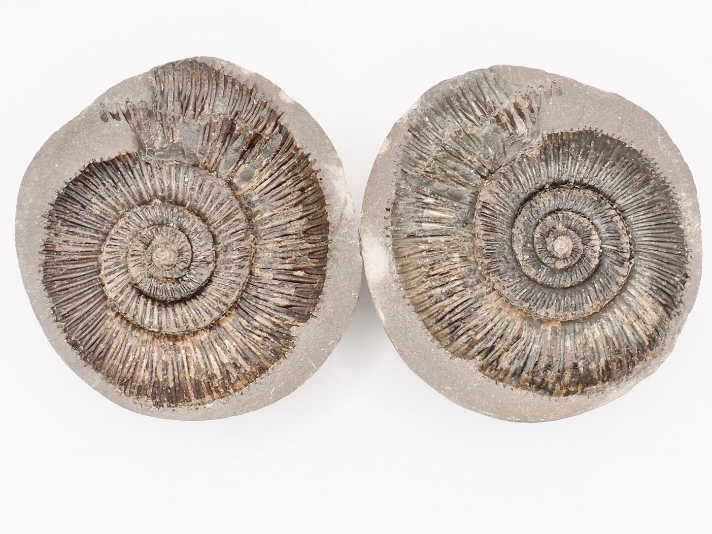 Dactylioceras semicostatum Ammonite Fossil Split Pair – Whitby Yorkshire Coast – Jurassic Fossil