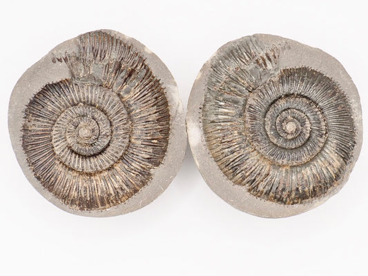 Dactylioceras semicostatum Ammonite Fossil Split Pair – Whitby Yorkshire Coast – Jurassic Fossil