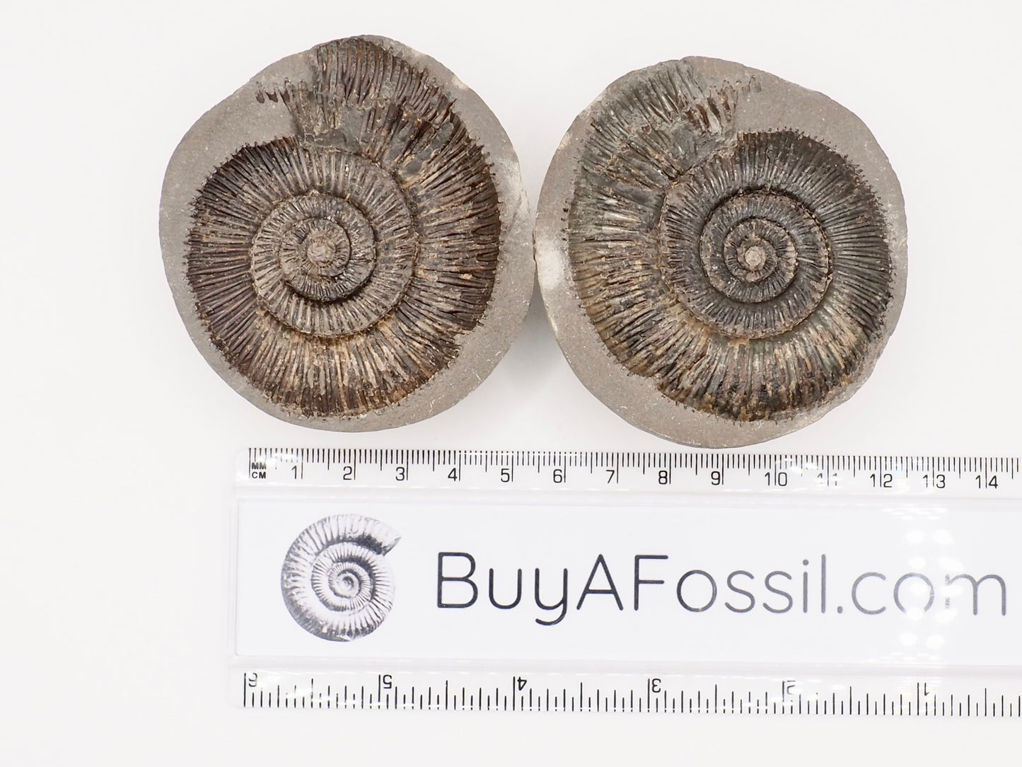 Dactylioceras semicostatum Ammonite Fossil Split Pair – Whitby Yorkshire Coast – Jurassic Fossil