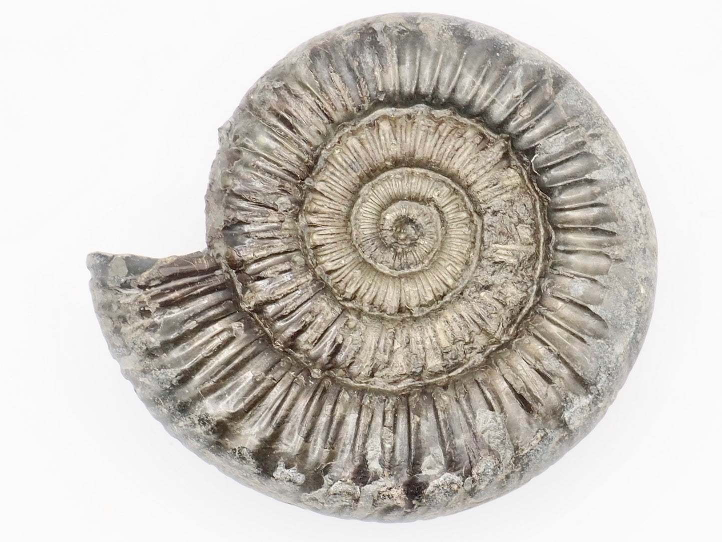Peronoceras Spiny Ammonite Fossil Prepared – Whitby Yorkshire Coast – Jurassic Fossil