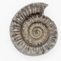 Peronoceras Spiny Ammonite Fossil Prepared – Whitby Yorkshire Coast – Jurassic Fossil