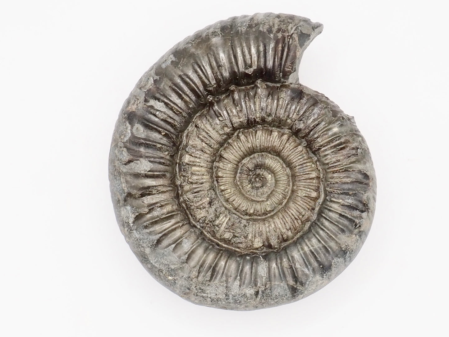 Peronoceras Spiny Ammonite Fossil Prepared – Whitby Yorkshire Coast – Jurassic Fossil