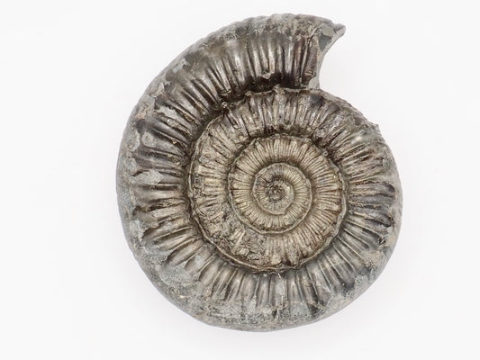 Peronoceras Spiny Ammonite Fossil Prepared – Whitby Yorkshire Coast – Jurassic Fossil