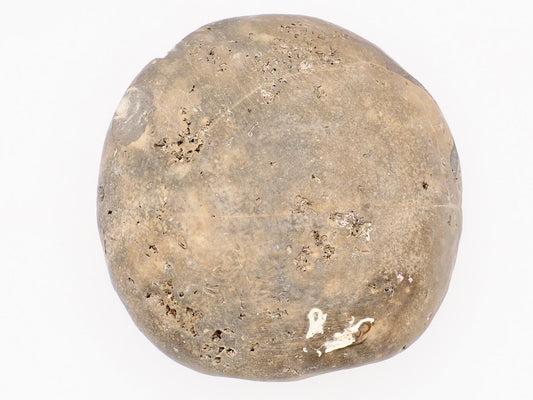 Dactylioceras tenuicostatum Ammonite Fossil Split Pair – Whitby Yorkshire Coast – Jurassic Fossil