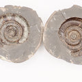 Dactylioceras tenuicostatum Ammonite Fossil Split Pair – Whitby Yorkshire Coast – Jurassic Fossil