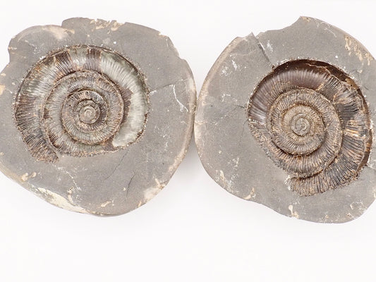 Dactylioceras tenuicostatum Ammonite Fossil Split Pair – Whitby Yorkshire Coast – Jurassic Fossil
