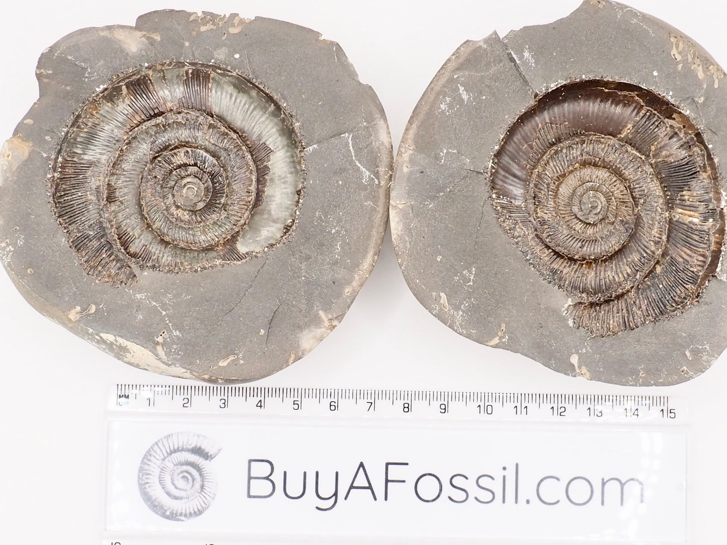 Dactylioceras tenuicostatum Ammonite Fossil Split Pair – Whitby Yorkshire Coast – Jurassic Fossil