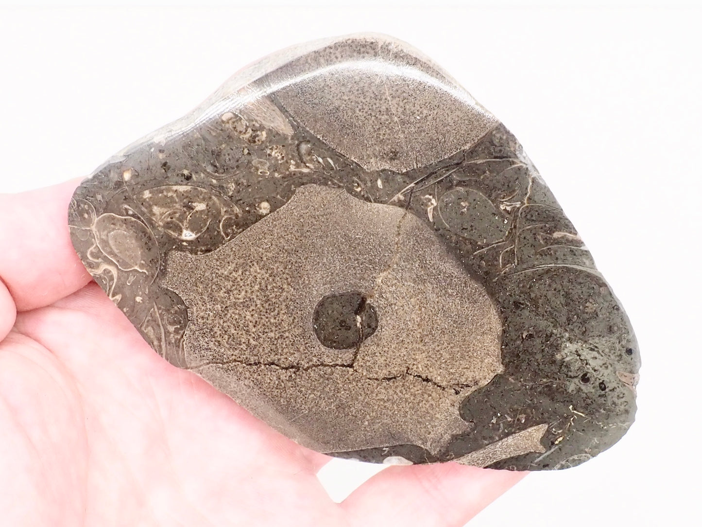 Polished Ichthyosaur Bone Block with Vertebra – Whitby Yorkshire Coast – Jurassic Fossil