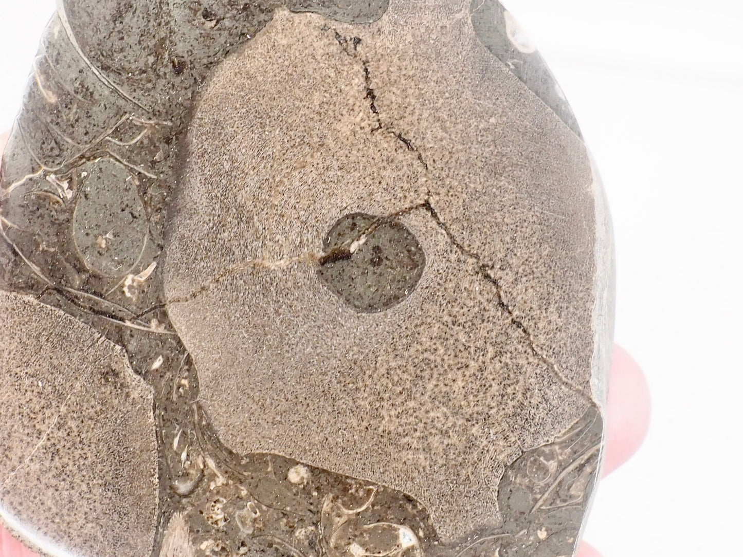 Polished Ichthyosaur Bone Block with Vertebra – Whitby Yorkshire Coast – Jurassic Fossil