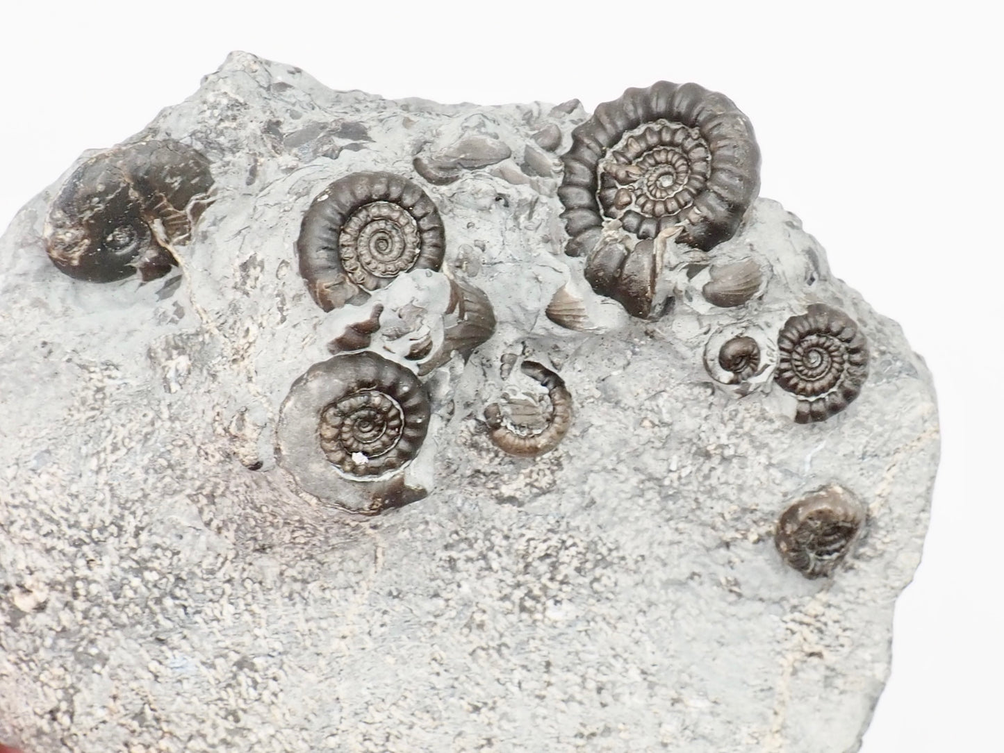 Gagaticeras Multiple Ammonite Fossil with Oxynoticeras – Whitby Yorkshire Coast – Lower Lias Jurassic Fossil