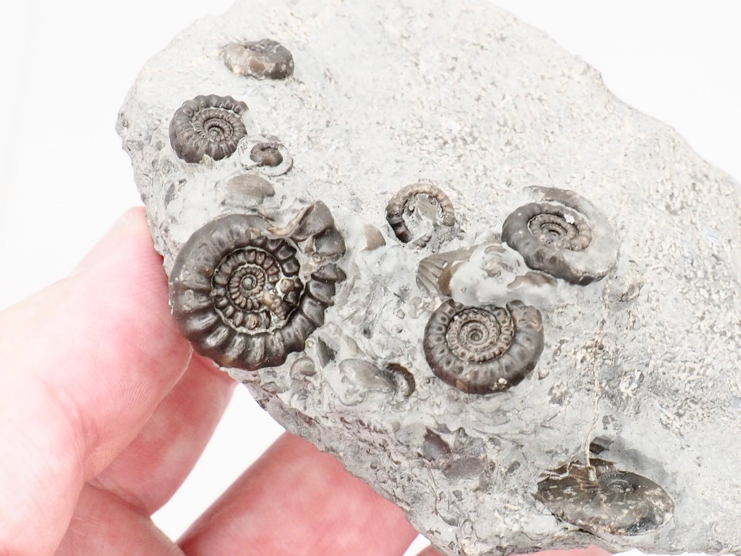 Gagaticeras Multiple Ammonite Fossil with Oxynoticeras – Whitby Yorkshire Coast – Lower Lias Jurassic Fossil
