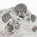 Gagaticeras Multiple Ammonite Fossil with Oxynoticeras – Whitby Yorkshire Coast – Lower Lias Jurassic Fossil