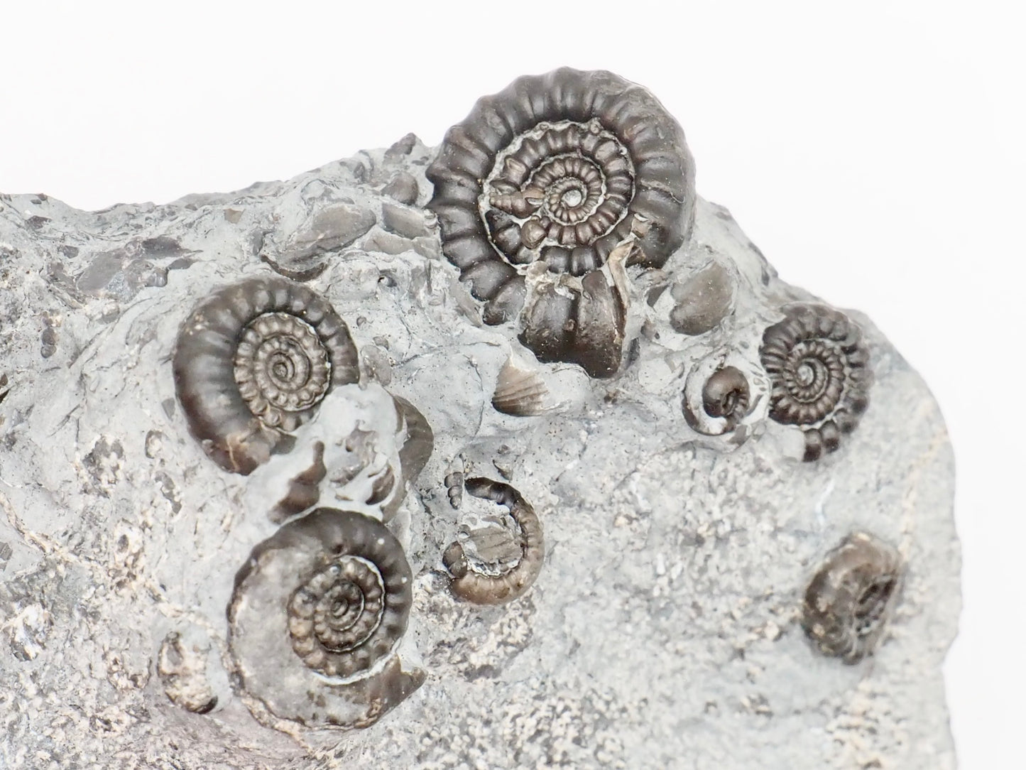 Gagaticeras Multiple Ammonite Fossil with Oxynoticeras – Whitby Yorkshire Coast – Lower Lias Jurassic Fossil