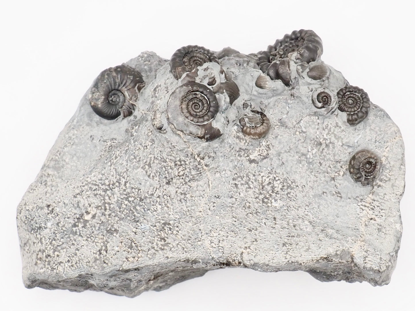 Gagaticeras Multiple Ammonite Fossil with Oxynoticeras – Whitby Yorkshire Coast – Lower Lias Jurassic Fossil