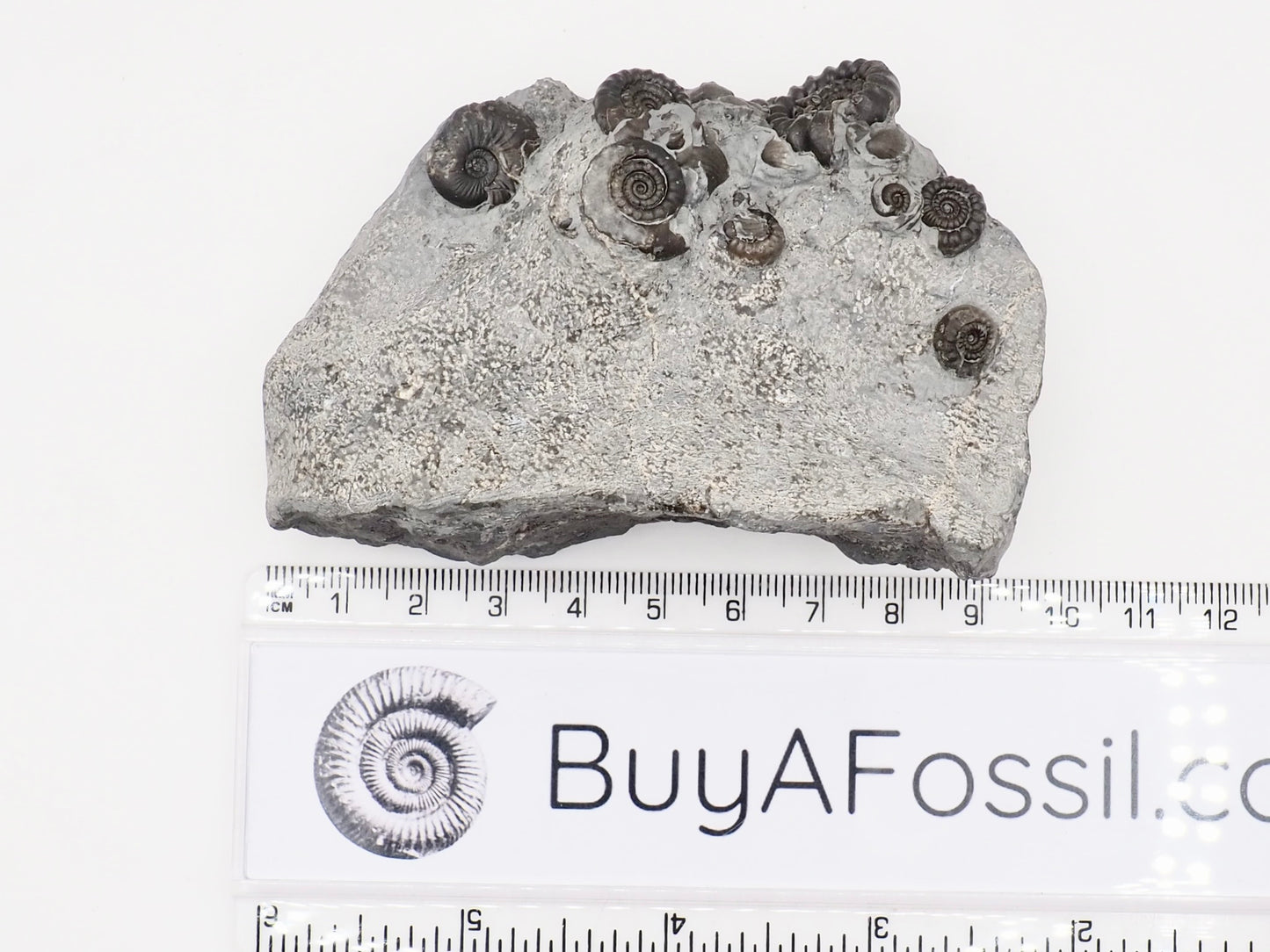 Gagaticeras Multiple Ammonite Fossil with Oxynoticeras – Whitby Yorkshire Coast – Lower Lias Jurassic Fossil