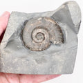 Hildoceras Ammonite Fossil with Display Base – Whitby Yorkshire Coast – Jurassic Fossil