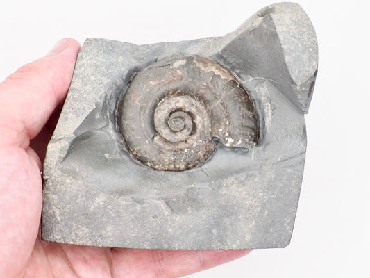 Hildoceras Ammonite Fossil with Display Base – Whitby Yorkshire Coast – Jurassic Fossil