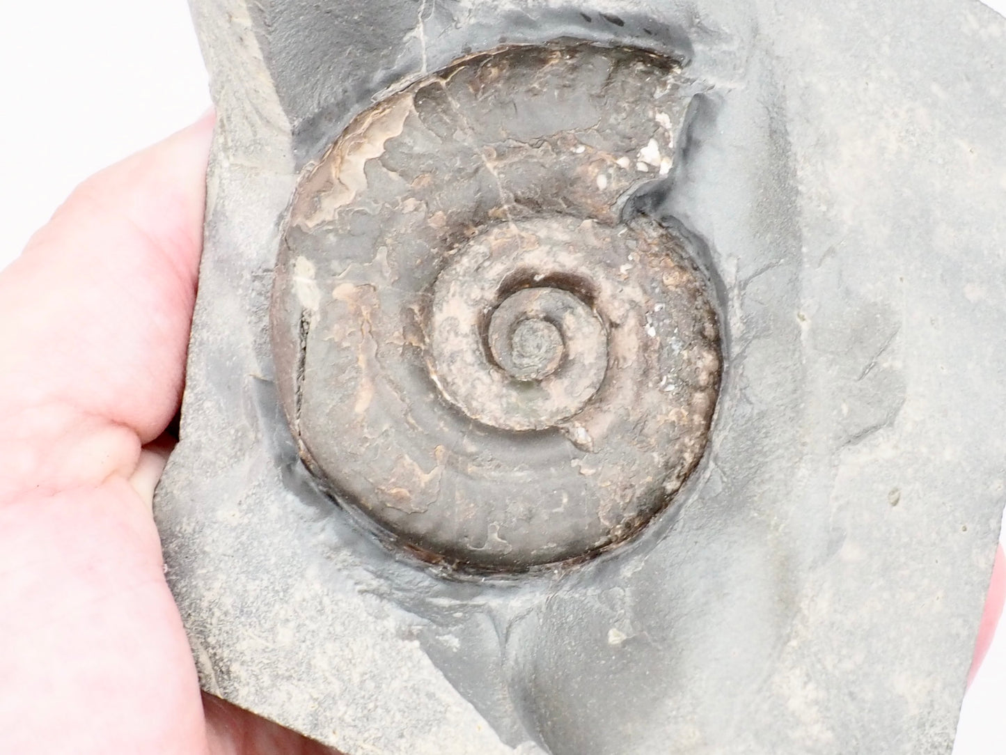 Hildoceras Ammonite Fossil with Display Base – Whitby Yorkshire Coast – Jurassic Fossil