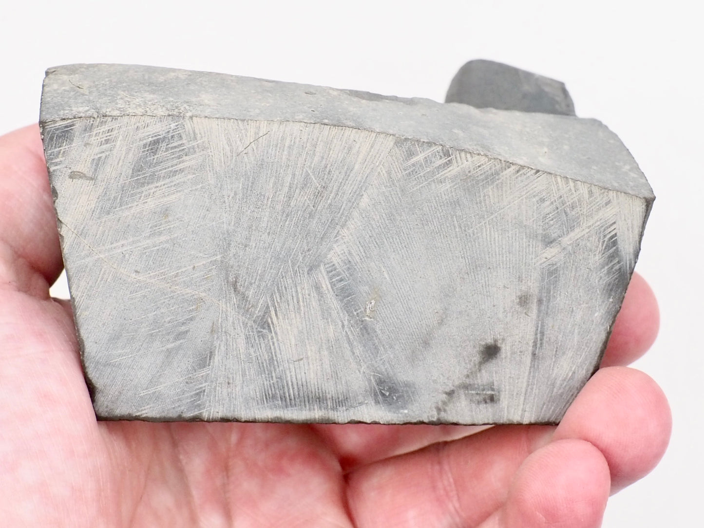 Hildoceras Ammonite Fossil with Display Base – Whitby Yorkshire Coast – Jurassic Fossil