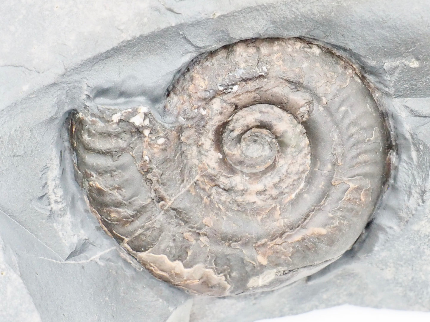 Hildoceras Ammonite Fossil with Display Base – Whitby Yorkshire Coast – Jurassic Fossil