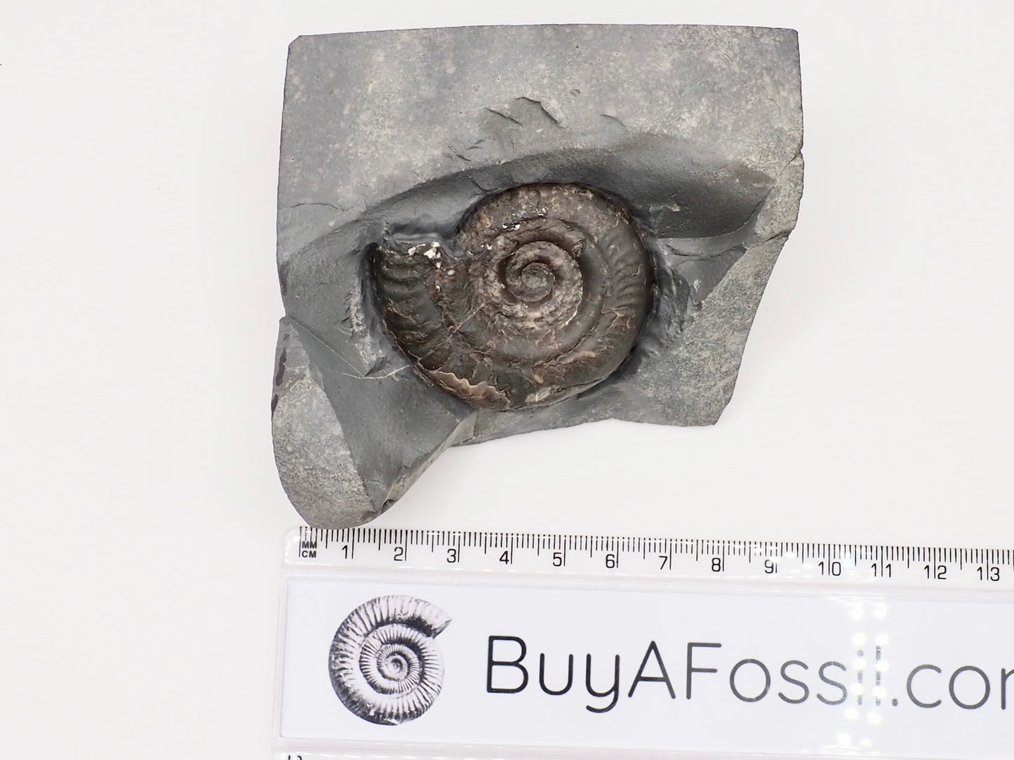 Hildoceras Ammonite Fossil with Display Base – Whitby Yorkshire Coast – Jurassic Fossil