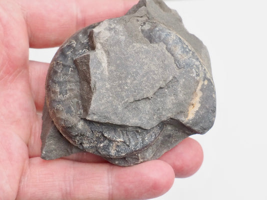 Unprepped Grammoceras Ammonite Nodule – Whitby Fossil – Prep Your Own