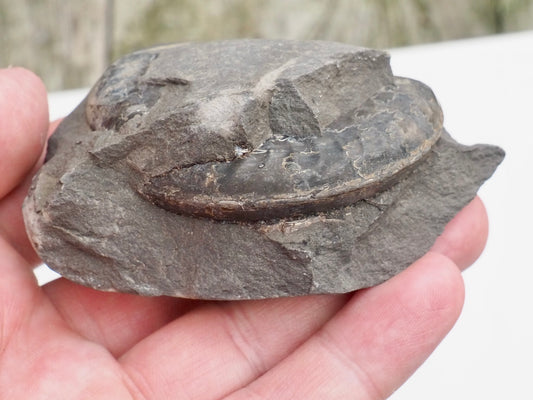Unprepped Grammoceras Ammonite Nodule – Whitby Fossil – Prep Your Own