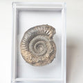 Pathological Dactylioceras Boxed Specimen Ammonite Fossil – Whitby Yorkshire Coast – Jurassic