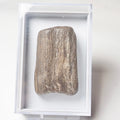 Fossil Wood - Boxed Specimen - Pick N Mix