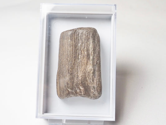 Fossil Wood - Boxed Specimen - Pick N Mix