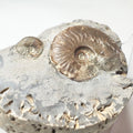 Eleganticeras Ammonite Fossil – Whitby Yorkshire Coast – Jurassic