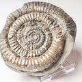 Paltechioceras Ammonite – Whitby Jurassic Fossil – Yorkshire Coast