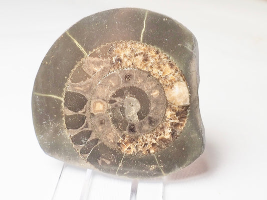 Cut and Polished Ammonite - Pick N Mix