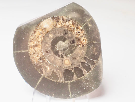 Cut and Polished Ammonite - Pick N Mix