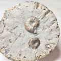 Eleganticeras Ammonite Fossil – Whitby Yorkshire Coast – Jurassic