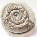 Dactylioceras Semicelatum Ammonite Fossil – Whitby Yorkshire Coast – Jurassic