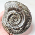 Hildoceras Ammonite Fossil – Whitby Yorkshire Coast – Jurassic