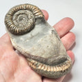 Double Dactylioceras Ammonite Fossil – Whitby Yorkshire Coast – Jurassic